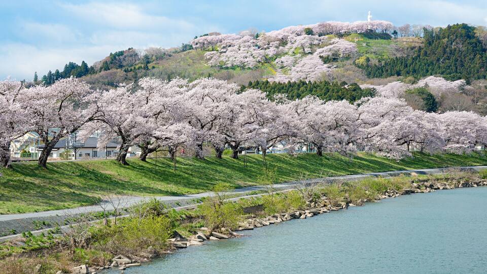 A river with cherry blossoms, a pathway, and a hill with a statue.