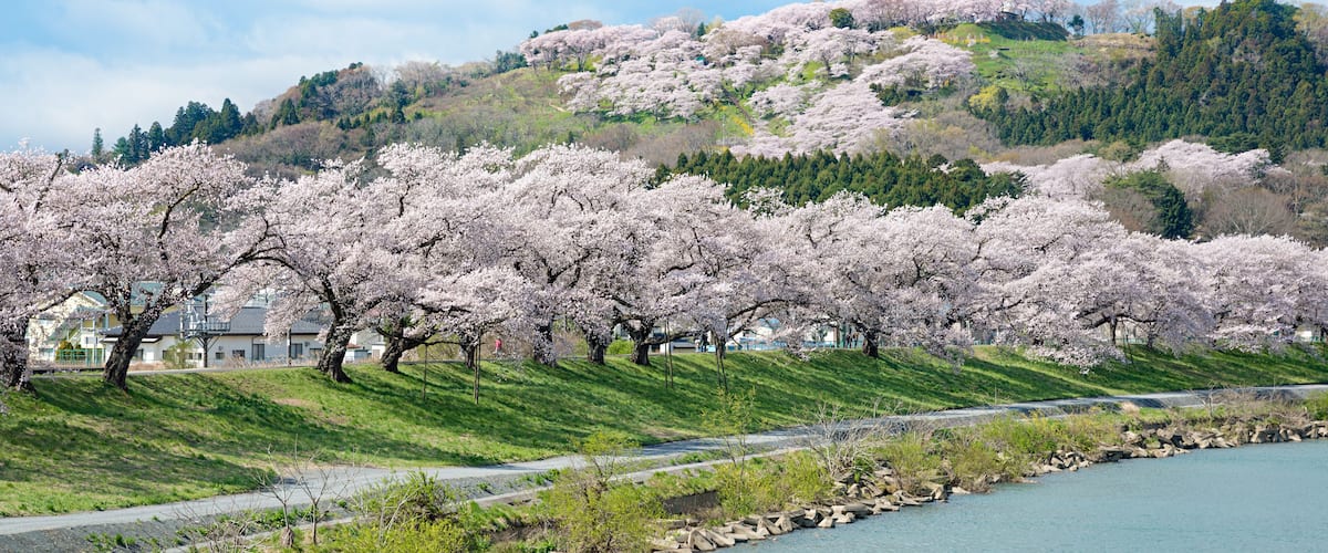 A river with cherry blossoms, a pathway, and a hill with a statue.