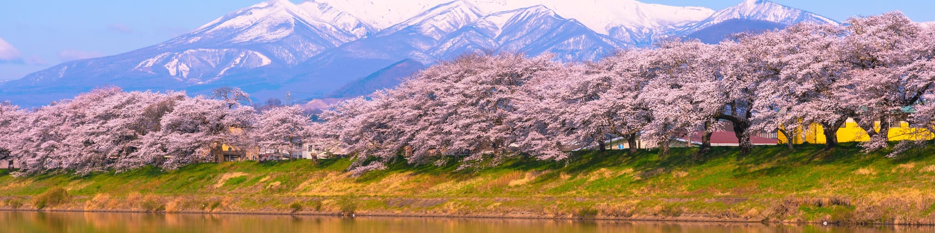 Shiroishi River 1000 Cherry Blossoms at a Glance ( Shiroishigawa-tsutsumi Hitome Senbonzakura )