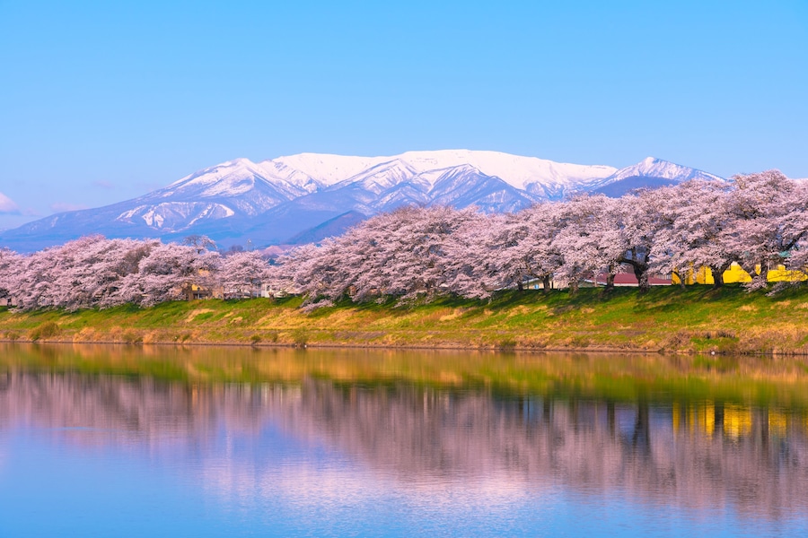 Shiroishi River 1000 Cherry Blossoms at a Glance ( Shiroishigawa-tsutsumi Hitome Senbonzakura )
