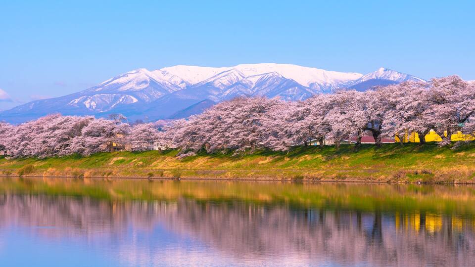 A lake reflecting cherry blossoms and snow-capped mountains.