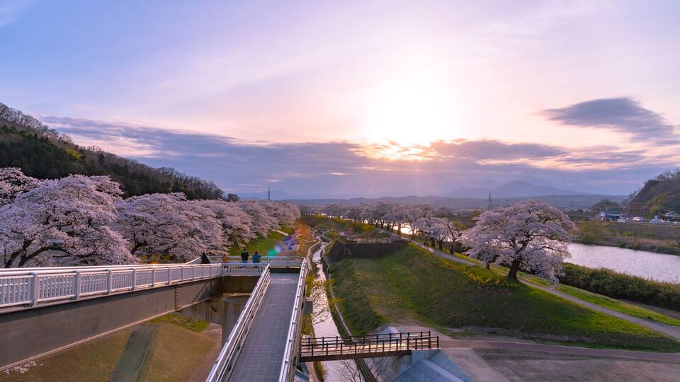 A bridge over a river, cherry blossoms, and a sunset.