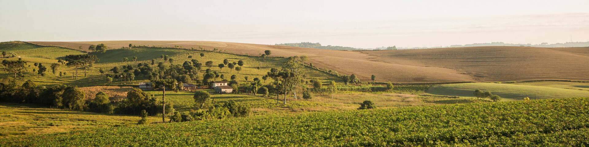 Campos de Araucárias