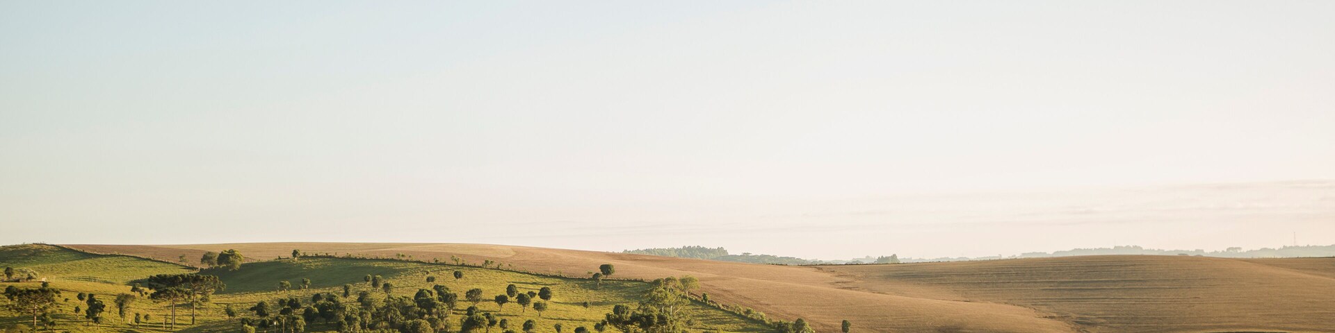 Campos de Araucárias