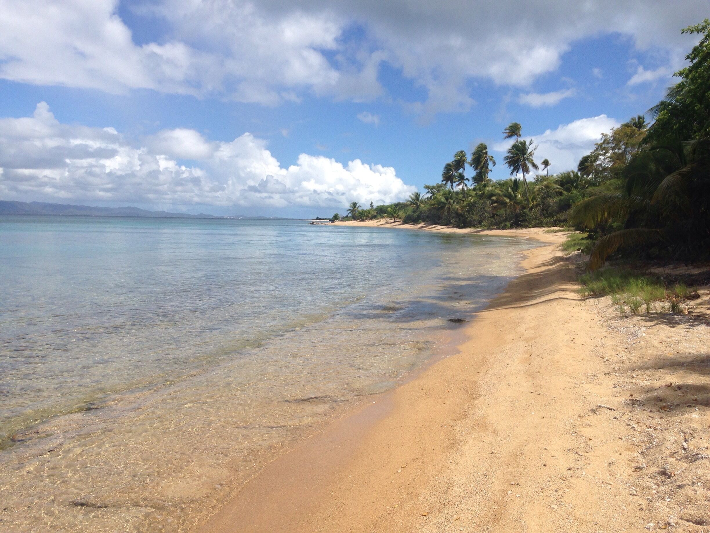 A beach with clear turquoise water, sandy shore, and palm trees.