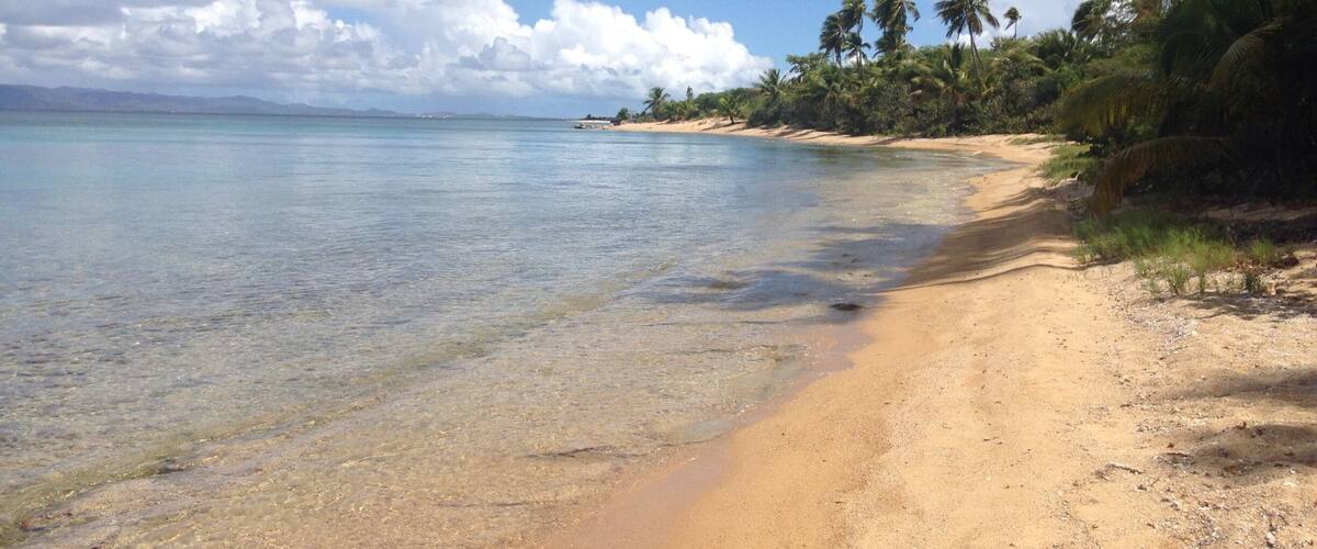 A beach with clear turquoise water, sandy shore, and palm trees.