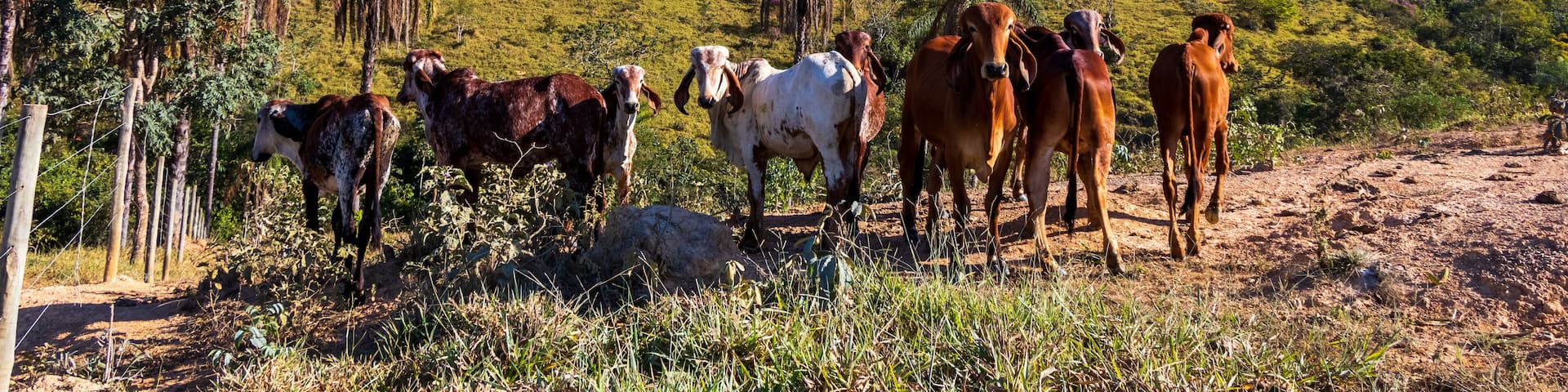 Gado em uma região montanhosa.