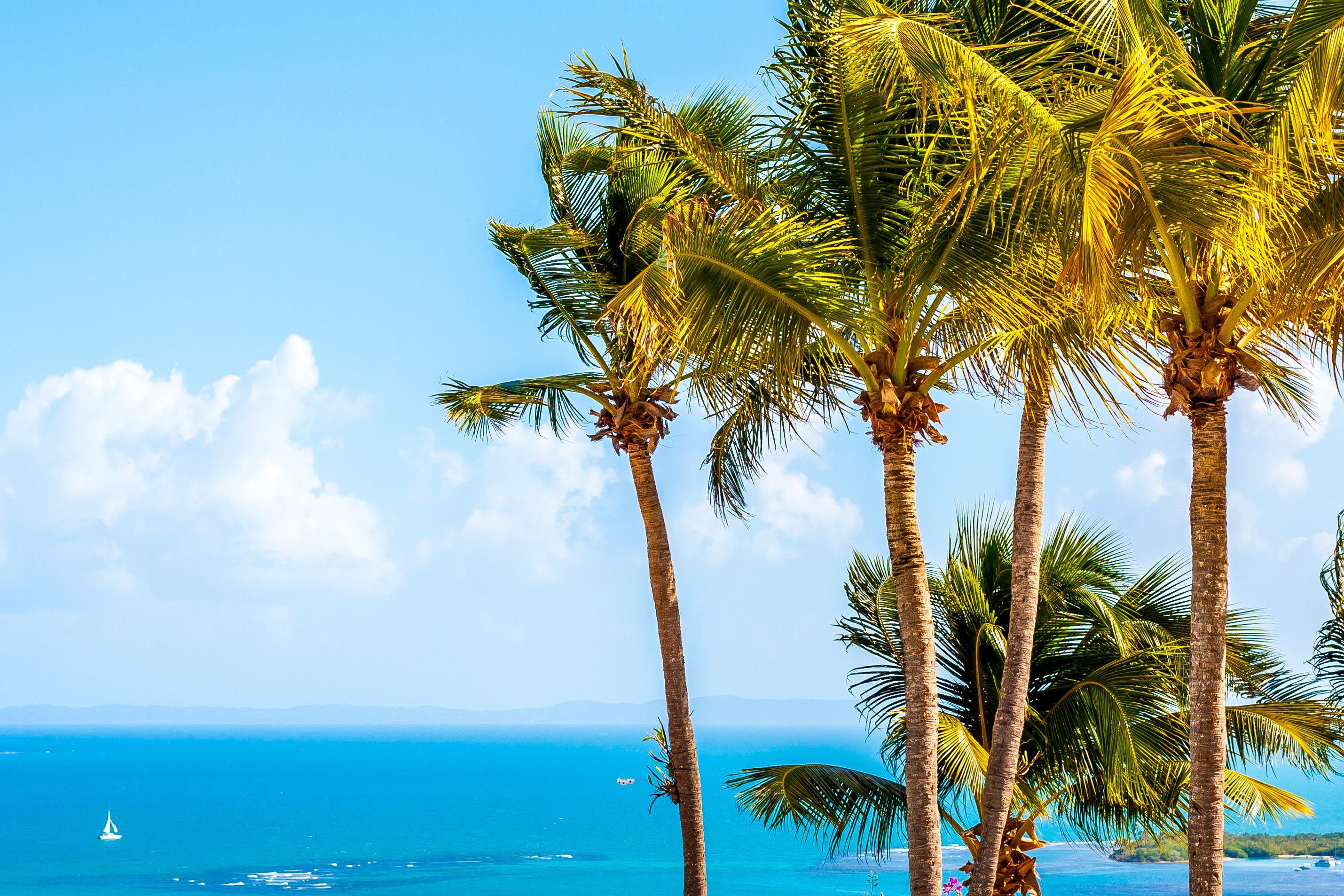 A clear blue sky, palm trees, and a calm sea with a sailboat.