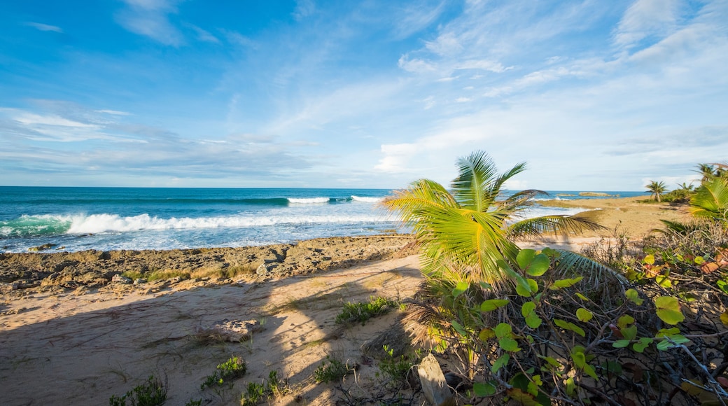 A beach with waves, palm trees, and a clear sky.