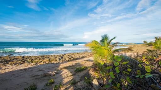Una playa con olas, palmeras y cielo despejado.