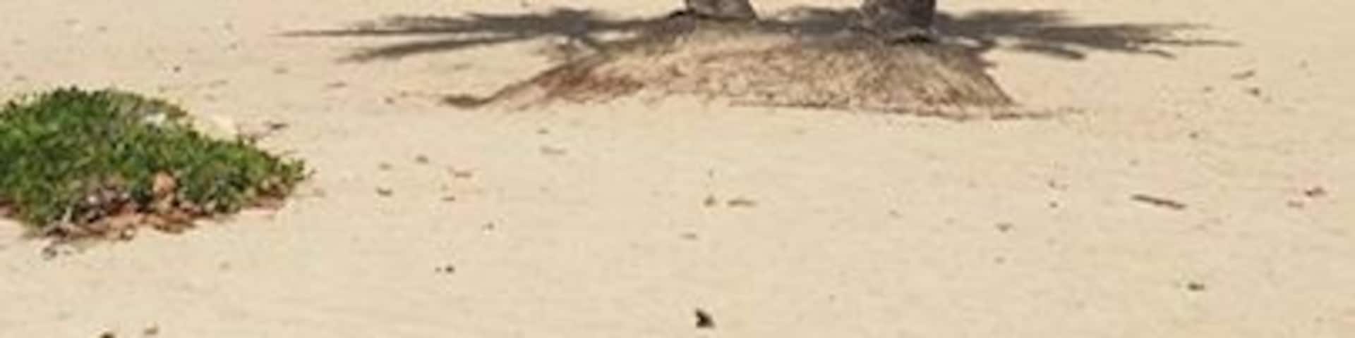 This beautiful beach is about half hour or so from San Juan (not sure how easy it would be to get here with public transportation- we had a rented jeep). The waves are blocked by rocks which create calmer pools of water for kayaking and swimming. We saw at least 4 food trucks as well. The beach was busy on a holiday but we didn't notice any other tourists.