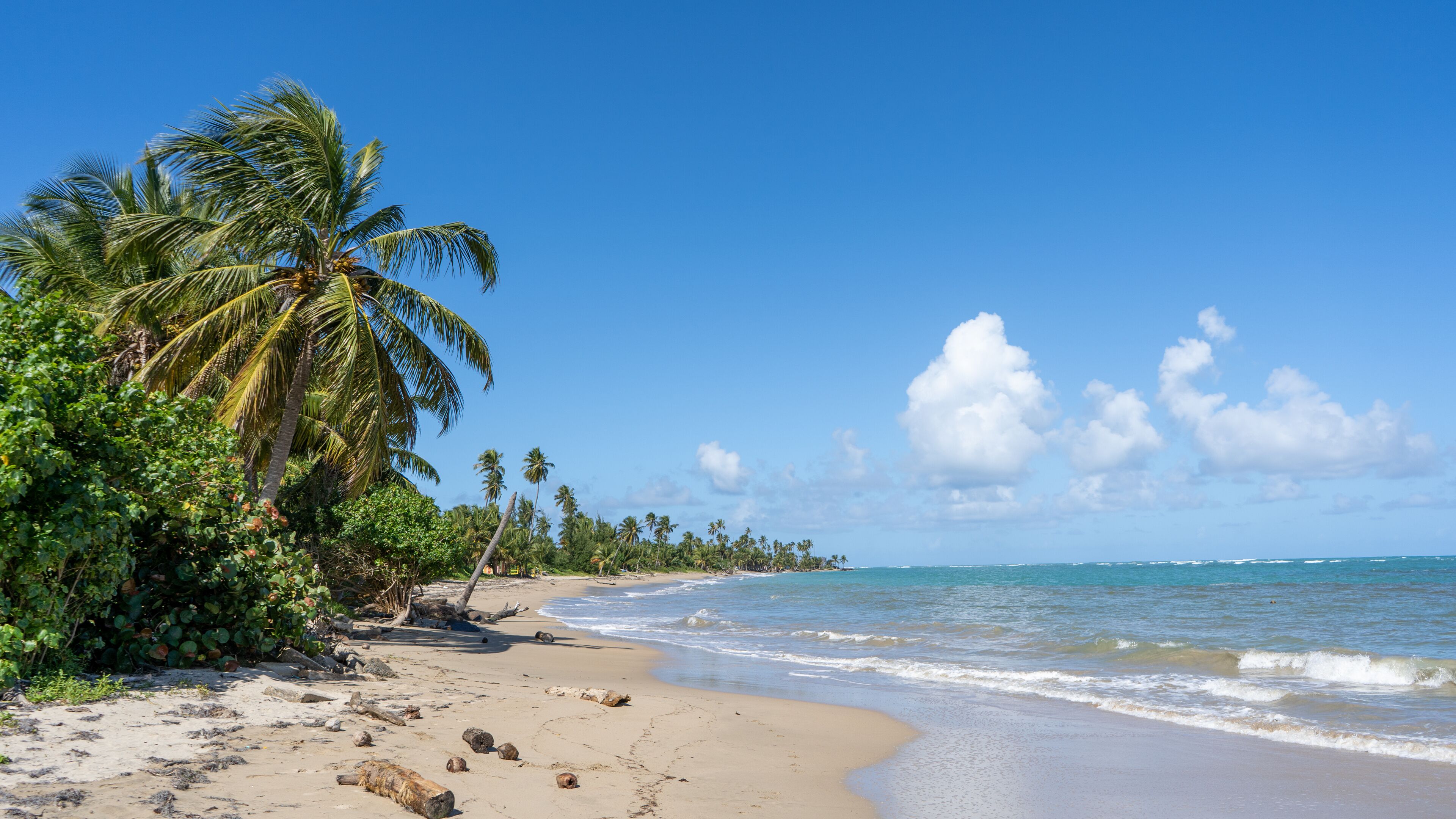 A tropical beach with palm trees, clear blue sky, and calm ocean waves.