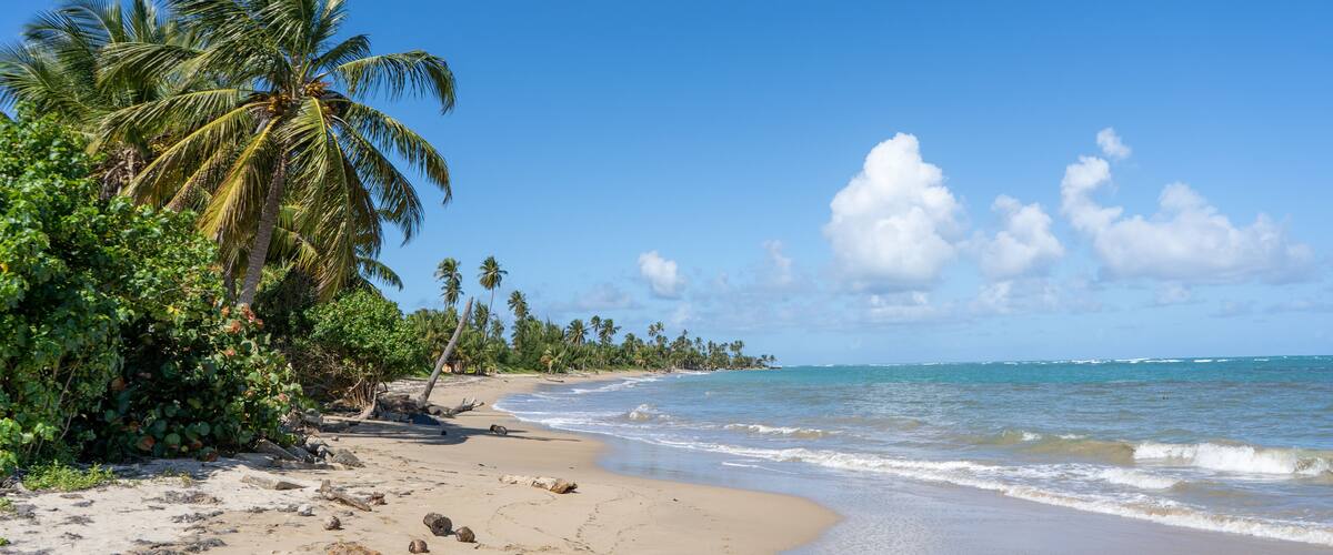 A tropical beach with palm trees, clear blue sky, and calm ocean waves.