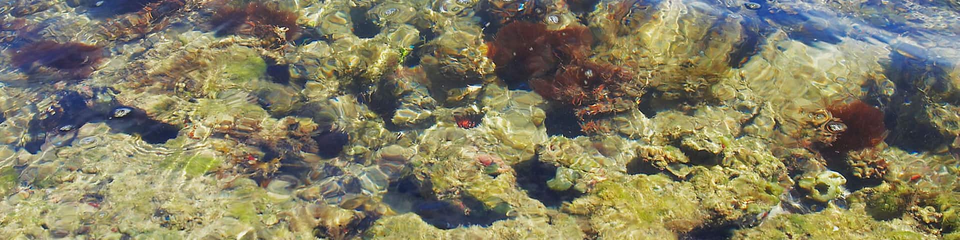 Coral and reef underwater, Seven Seas Beach, Fajardo, Puerto Rico
