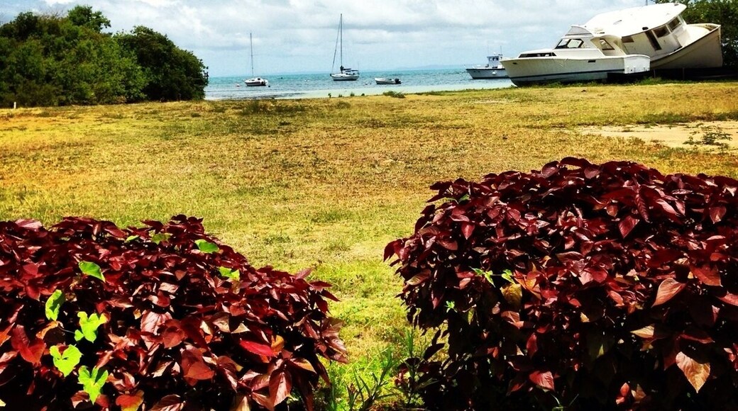 The Lobster is realy good.