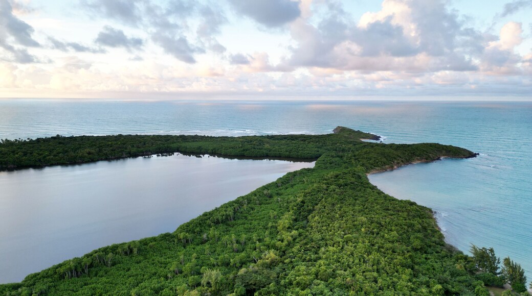 laguna grande drone view (bioluminescent bay fajardo puerto rico) bio luminescent kayak, canoe trip tourism (travel destination) el yunque rainforest jungle and caribbean sea coast, beach, bay, harbor