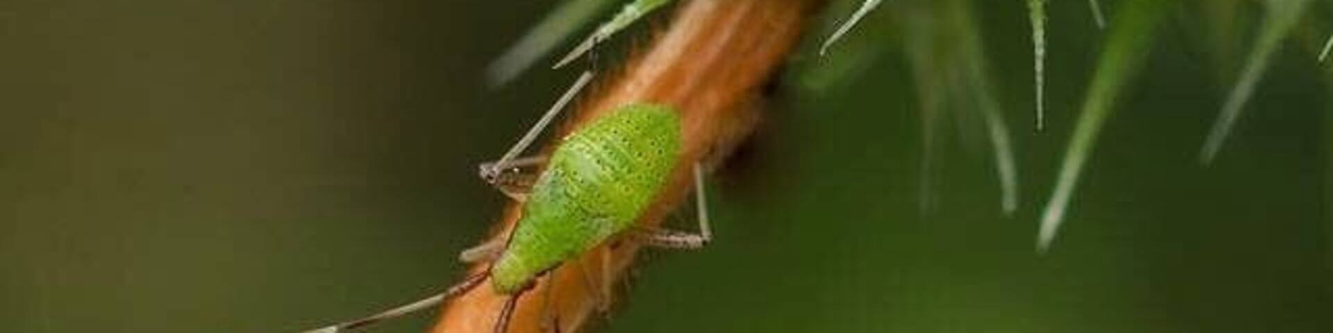 An Insect called Vaquita Ninfa “baby cow”