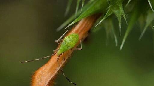 An Insect called Vaquita Ninfa “baby cow”