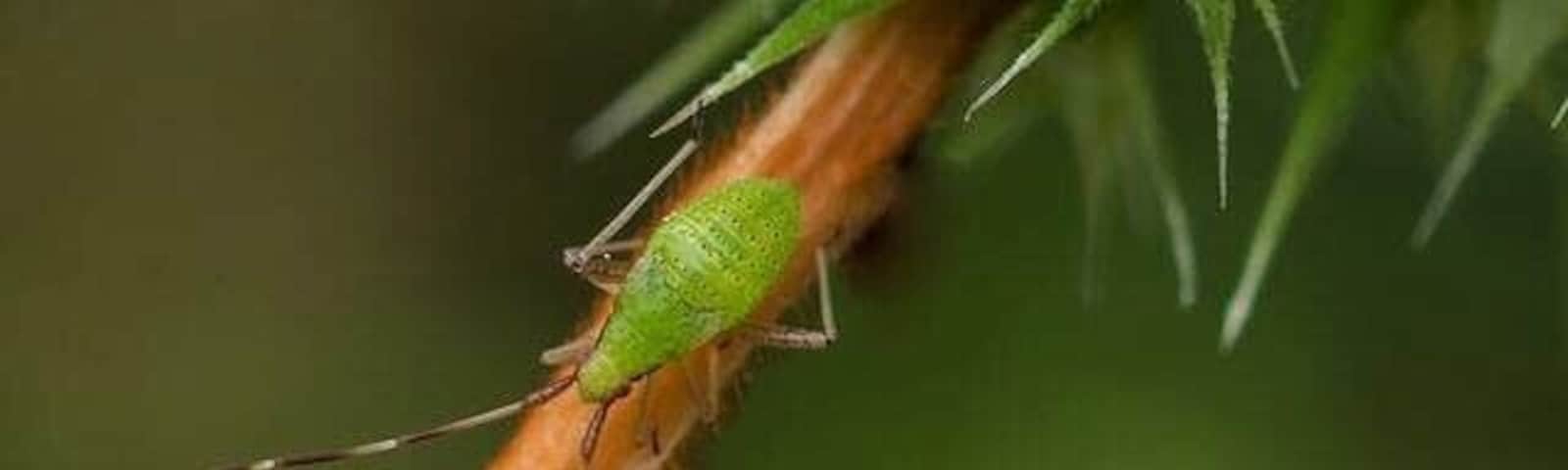 An Insect called Vaquita Ninfa “baby cow”
