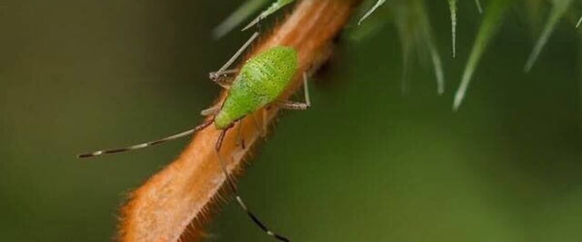 A green insect on a thorny plant.