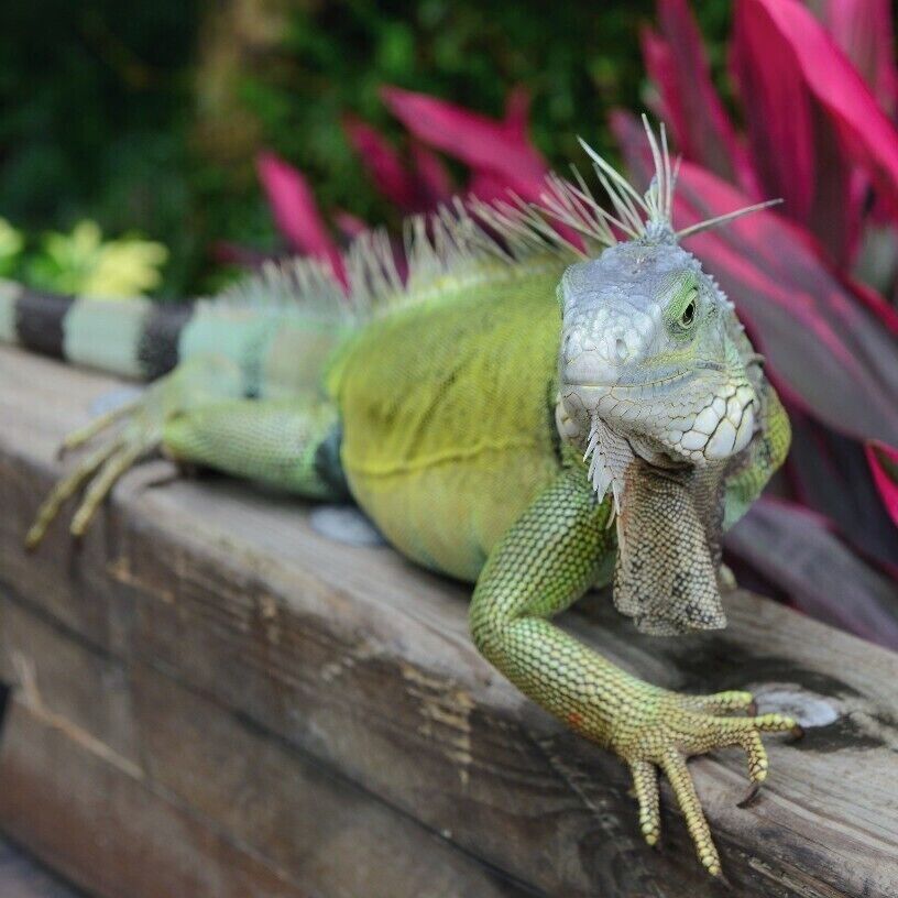 Known Locally as The "green plague", an infestation of iguanas are wreaking havoc in Puerto Rico chewing up plants, crops, and burrowing under roads and dikes.

They are not native to Puerto Rico, have few natural predators, and breed like rabbits. Their population is estimated at about four million and now outnumber humans in this U.S. territory.

Now, authorities have a new solution... eat them !

The meat is more popular in other countries than in Puerto Rico which hopes to gather iguanas up, slaughter them, and export the meat to countries in Latin America, Asia and elsewhere where they have a taste for the lizards. 

Rumor has it they.... Taste like Chicken !