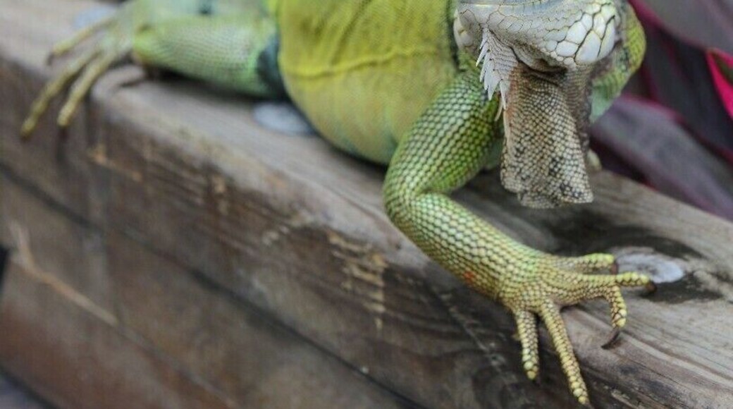 Known Locally as The "green plague", an infestation of iguanas are wreaking havoc in Puerto Rico chewing up plants, crops, and burrowing under roads and dikes.
They are not native to Puerto Rico, have few natural predators, and breed like rabbits. Their population is estimated at about four million and now outnumber humans in this U.S. territory.
Now, authorities have a new solution... eat them !
The meat is more popular in other countries than in Puerto Rico which hopes to gather iguanas up, slaughter them, and export the meat to countries in Latin America, Asia and elsewhere where they have a taste for the lizards.
Rumor has it they.... Taste like Chicken !