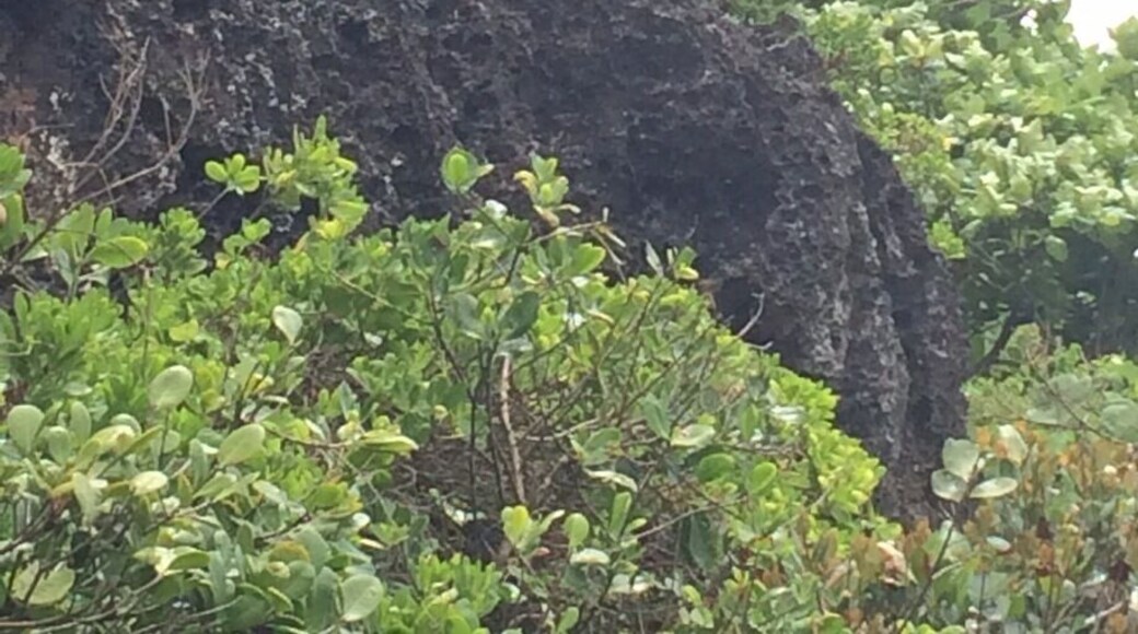 Taino head sculpture looking at the sea! #Indian #PuertoRico #Places #Island #Treasures