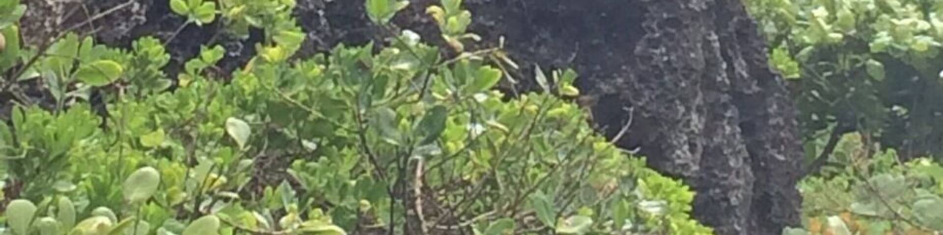 Taino head sculpture looking at the sea! #Indian #PuertoRico #Places #Island #Treasures