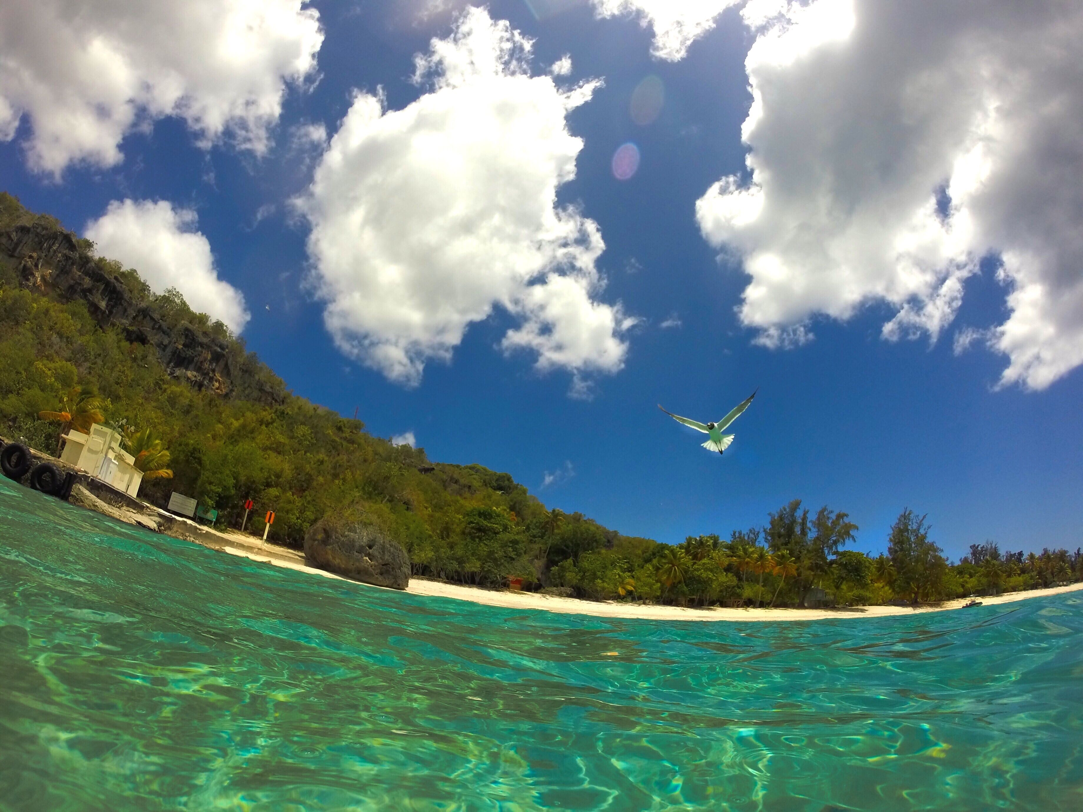 A clear turquoise sea, a sandy beach, and a bird flying overhead.