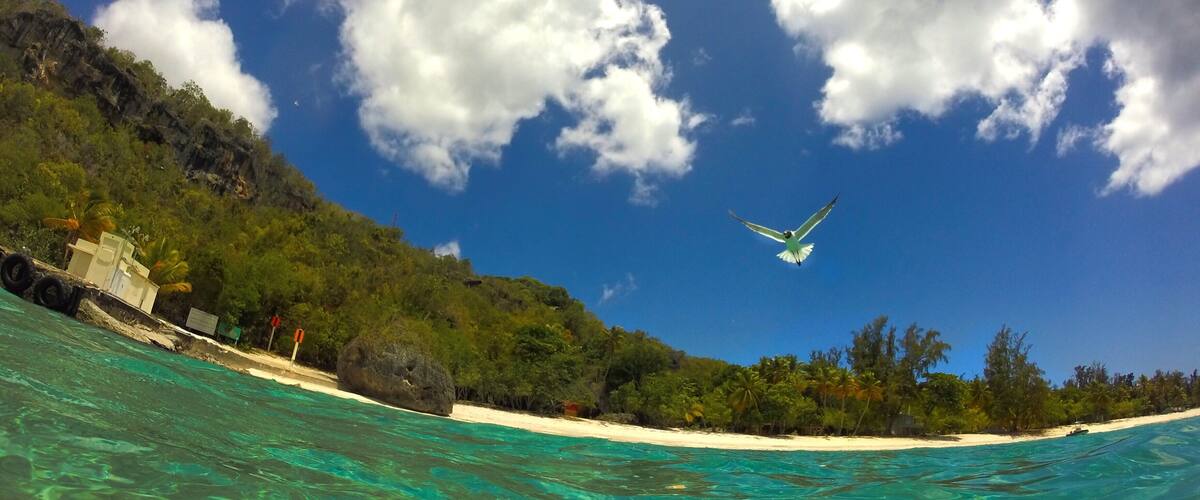 A clear turquoise sea, a sandy beach, and a bird flying overhead.