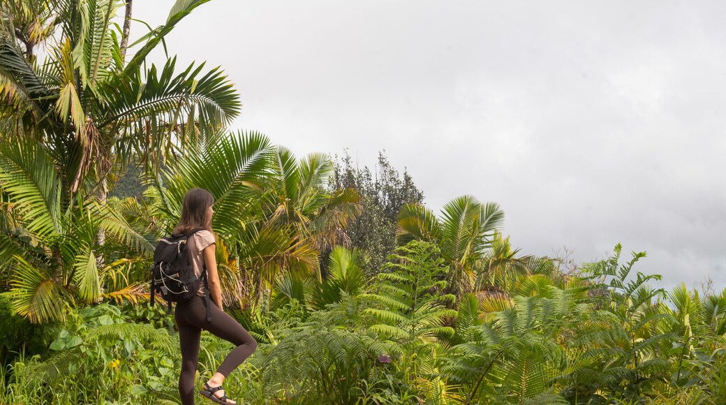 Hiker in El Yunque Rainforest, Puerto Rico