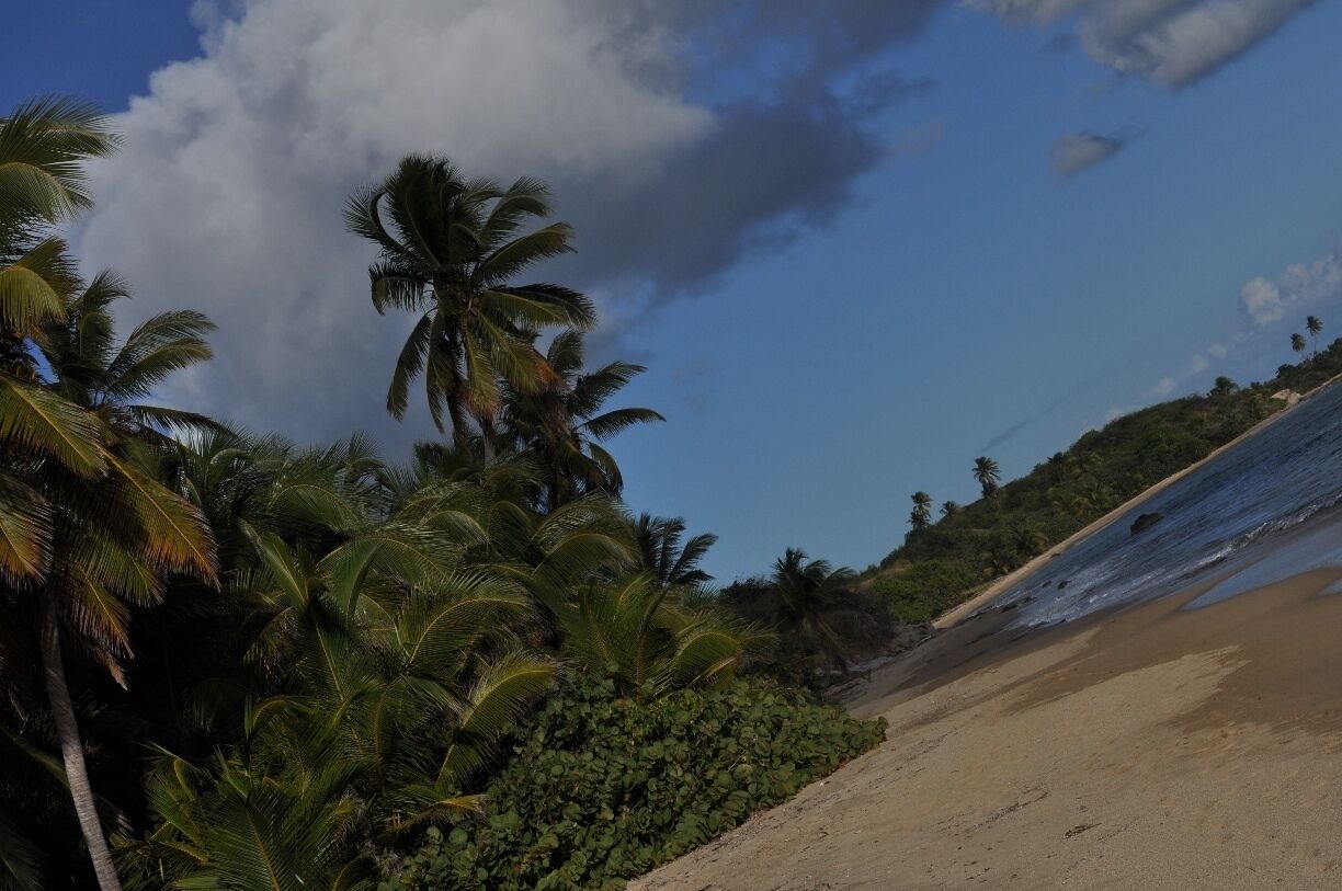 A beach with palm trees and a clear sky.