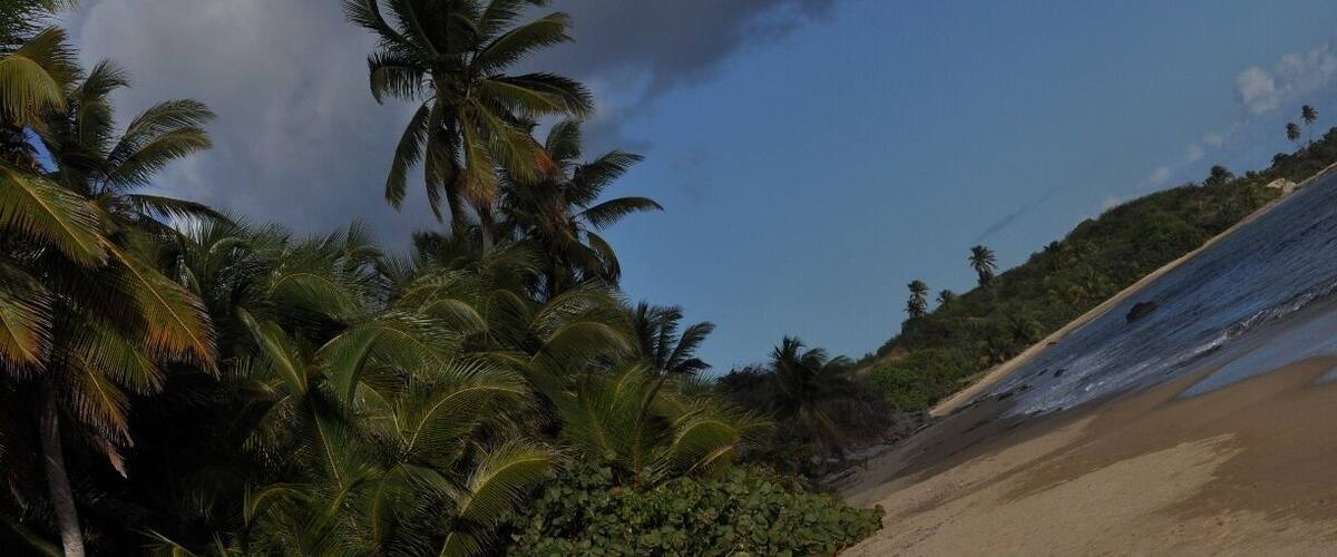 A beach with palm trees and a clear sky.