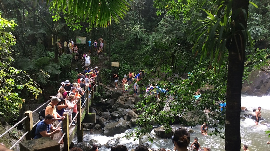 La Mina Falls, El Yunque Rainforest #Weekendgetaway #Roadtrip #TiratePR #Ruteandomiisla #WhateverPR #Borinquen #PuertoRicoSinFiltro #Kidsfun