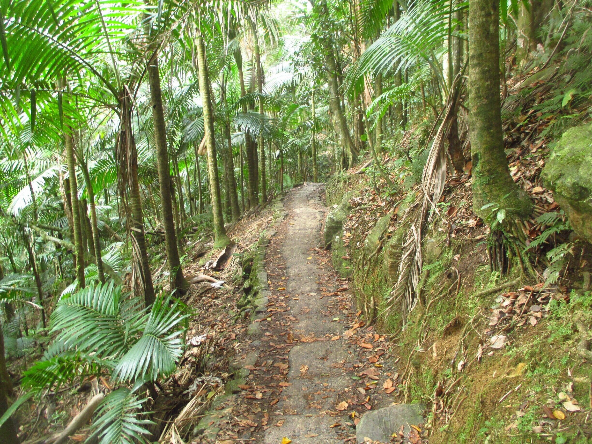 A day hike in El Yunque National Park in Puerto Rico! 