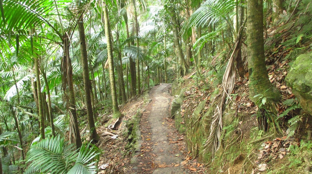 A day hike in El Yunque National Park in Puerto Rico!