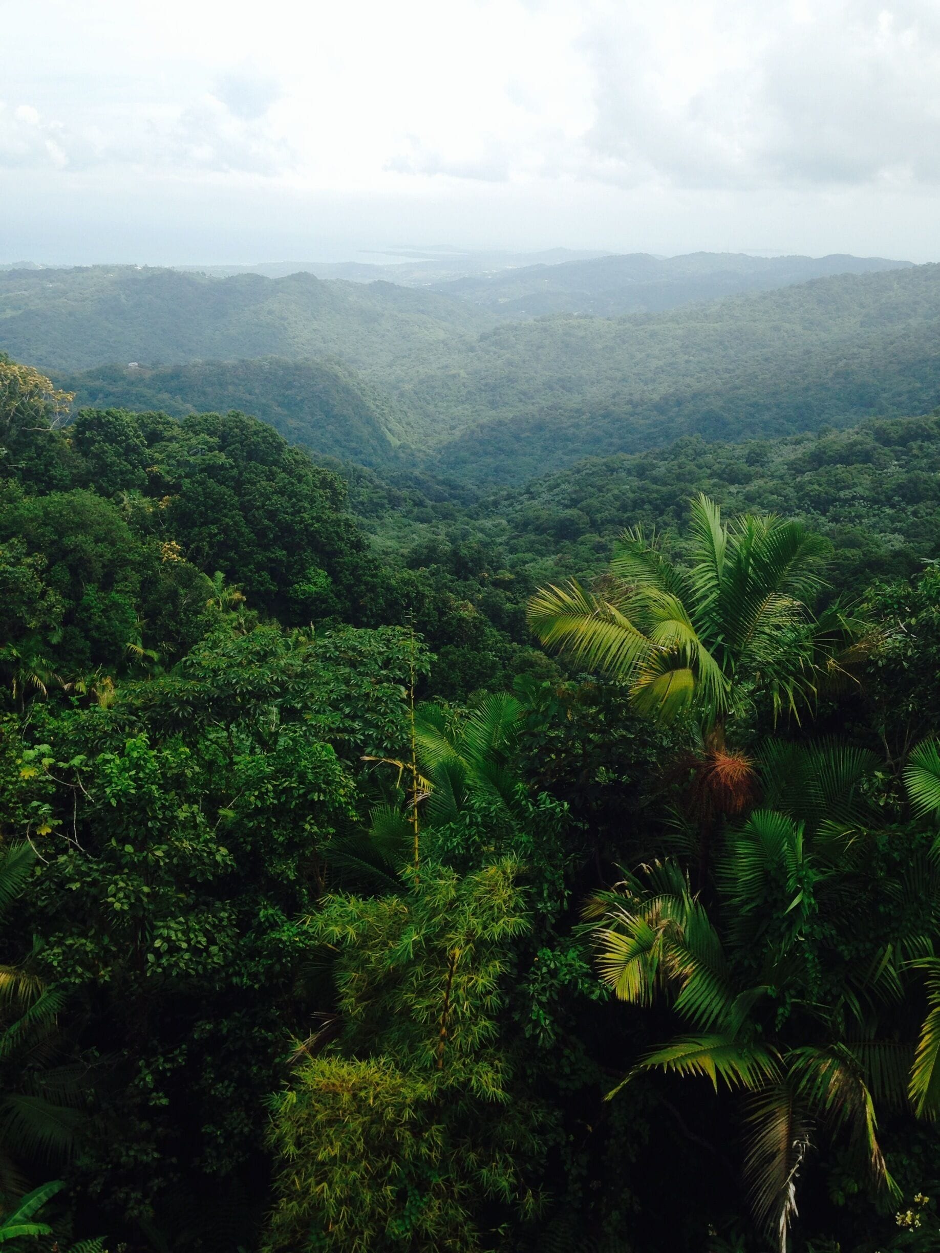 Un paisaje verde y exuberante con vegetación densa y palmeras.