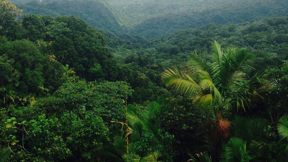 Un paisaje verde y exuberante con vegetación densa y palmeras.
