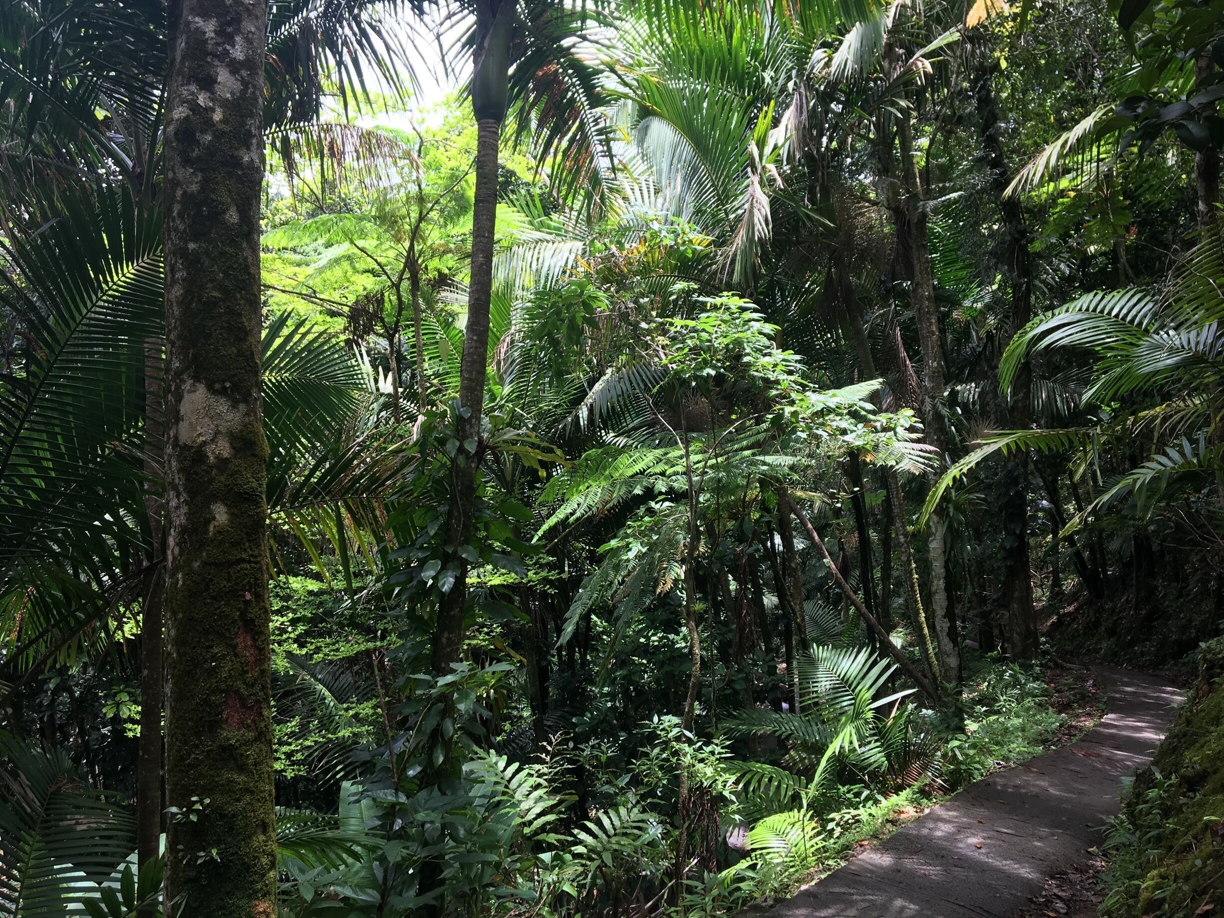 Rain forest, Puerto Rico 