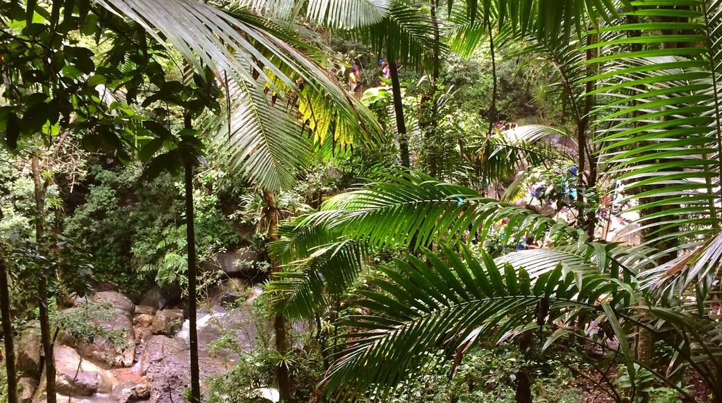 #Weekendgetaway #Roadtrip #Borinquen #BorinquenSoul #TiratePR #RuteandoMiIsla #LaMinaFalls #ElYunque #Kidsfun