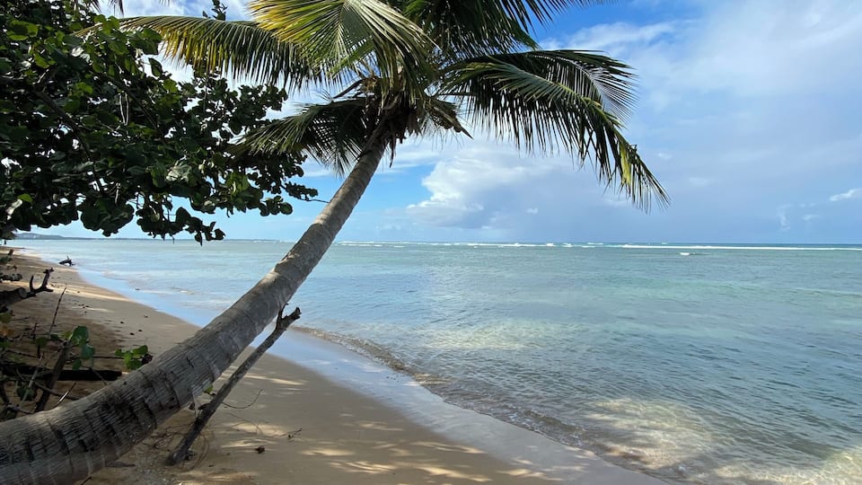 Une plage avec une eau turquoise et limpide, un palmier et une rive sablonneuse.