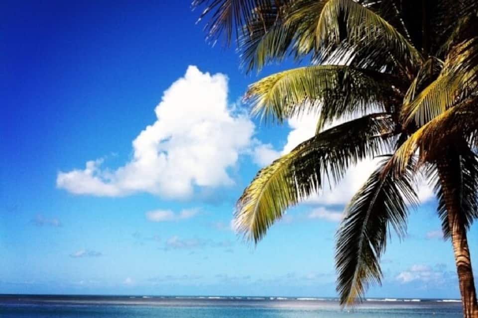 A beach with a palm tree and clear blue sky.