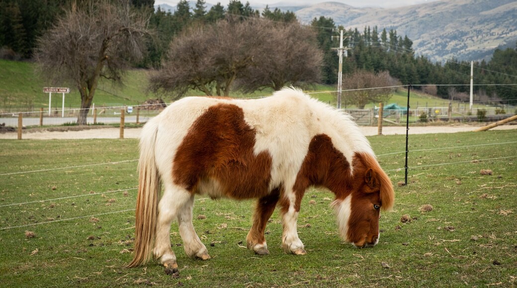 Wanaka Lavender Farm which includes farmland and land animals