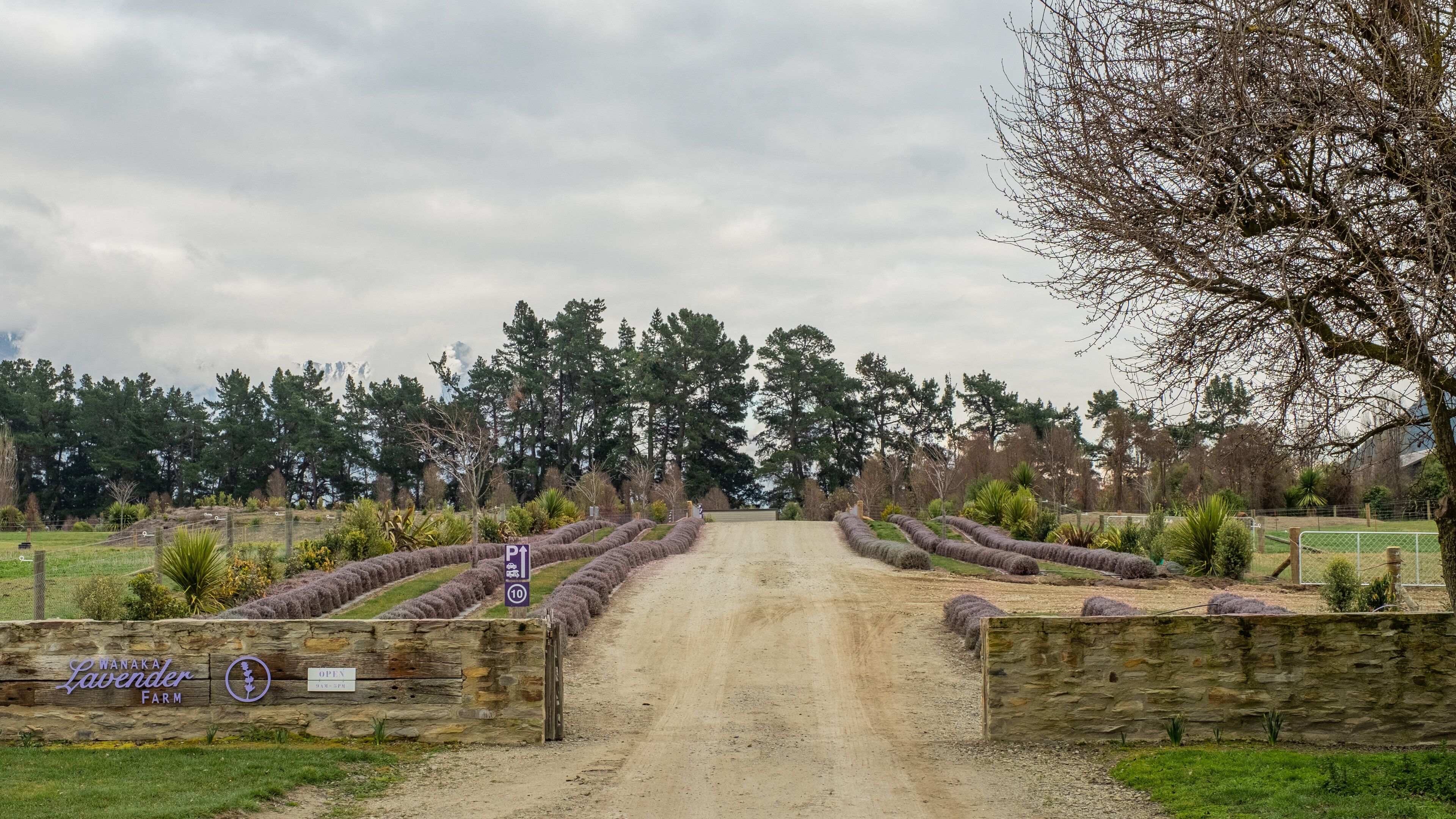 Wanaka Lavender Farm