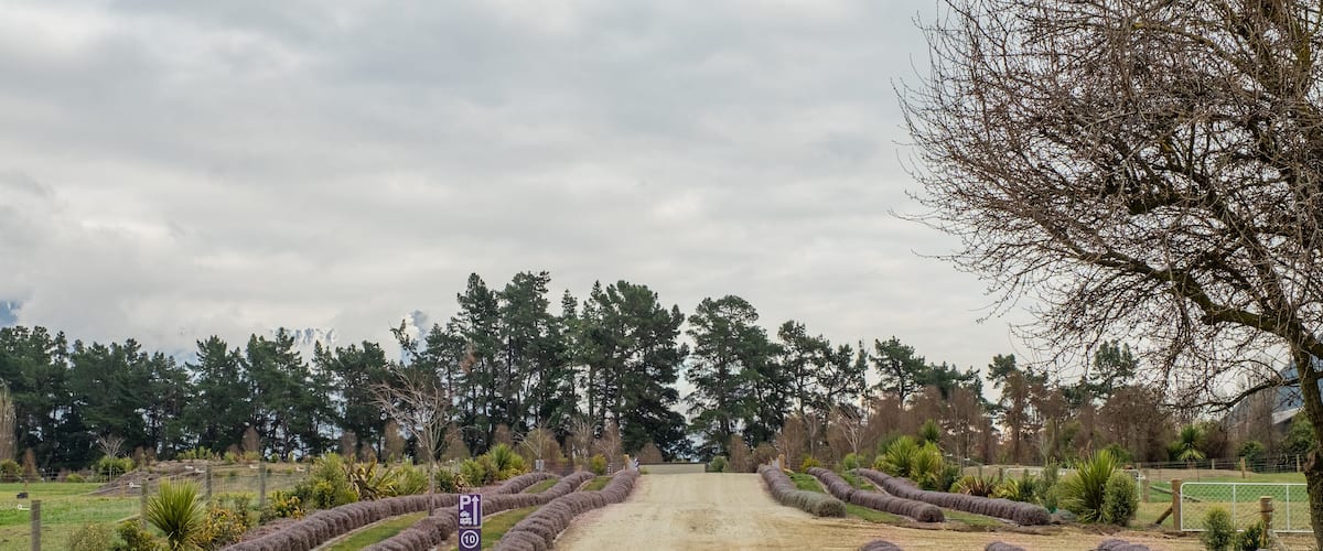 Wanaka Lavender Farm