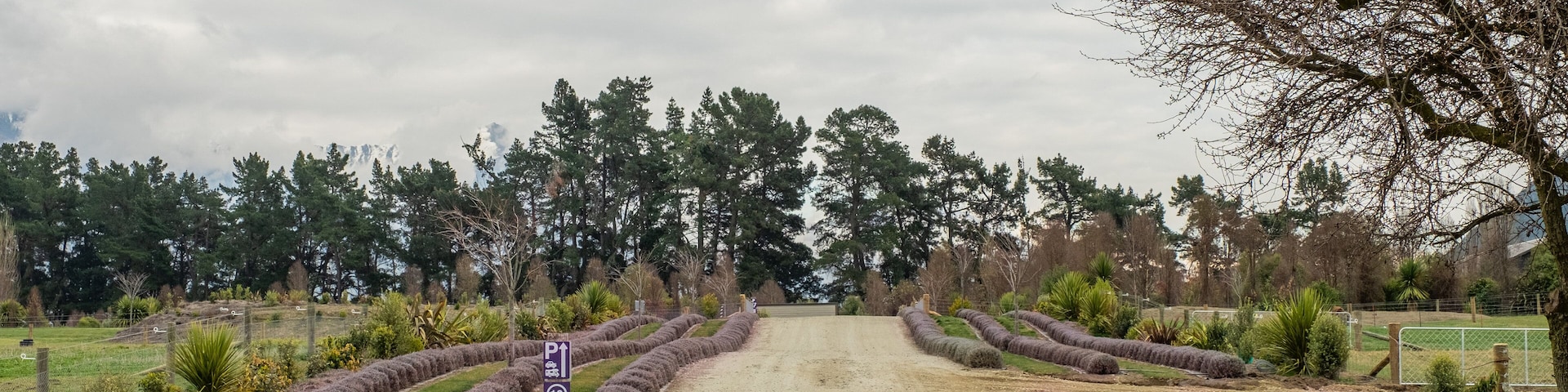 Wanaka Lavender Farm
