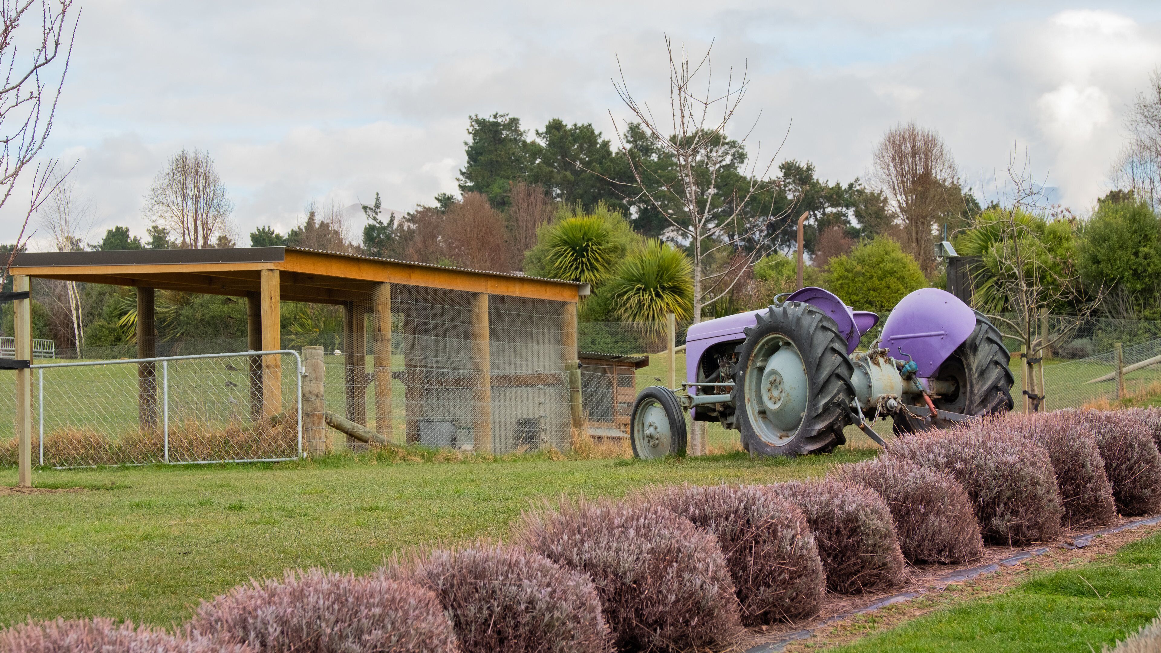 Wanaka Lavender Farm