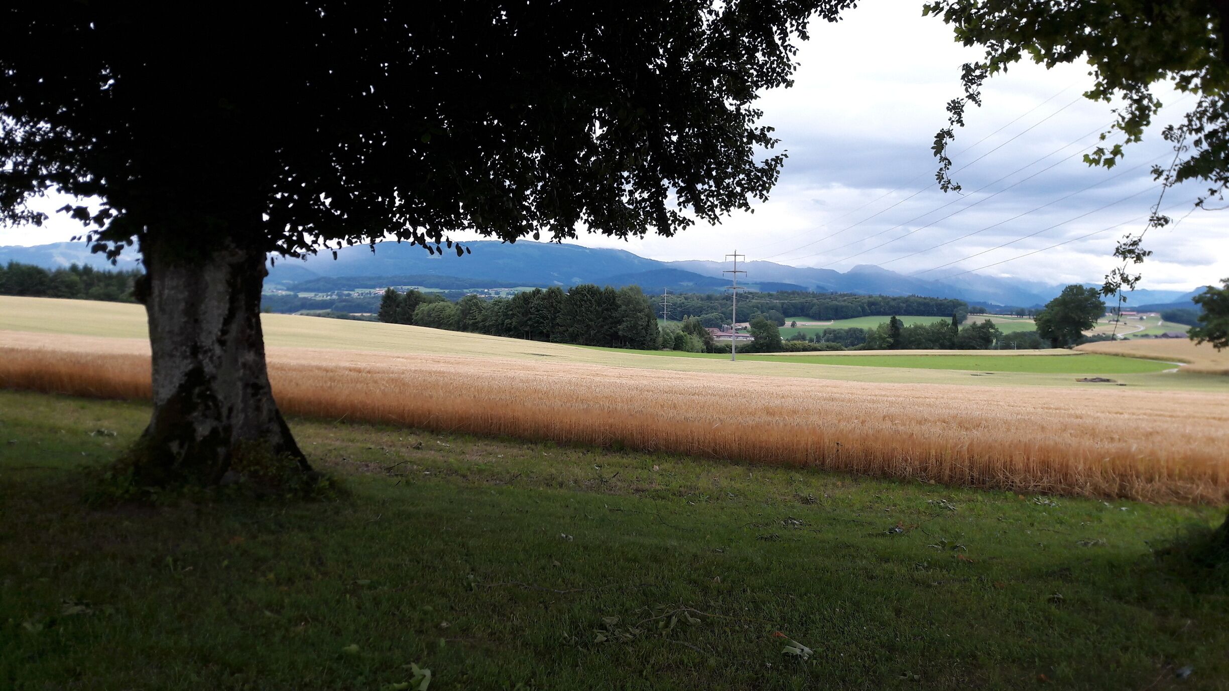 A tree in the foreground with a field and mountains in the background.