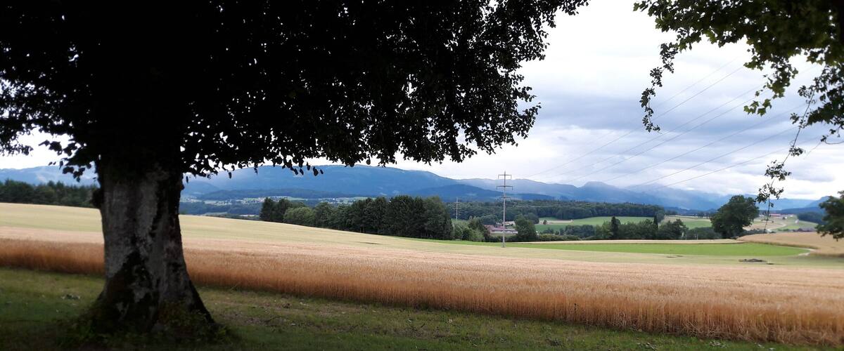A tree in the foreground with a field and mountains in the background.