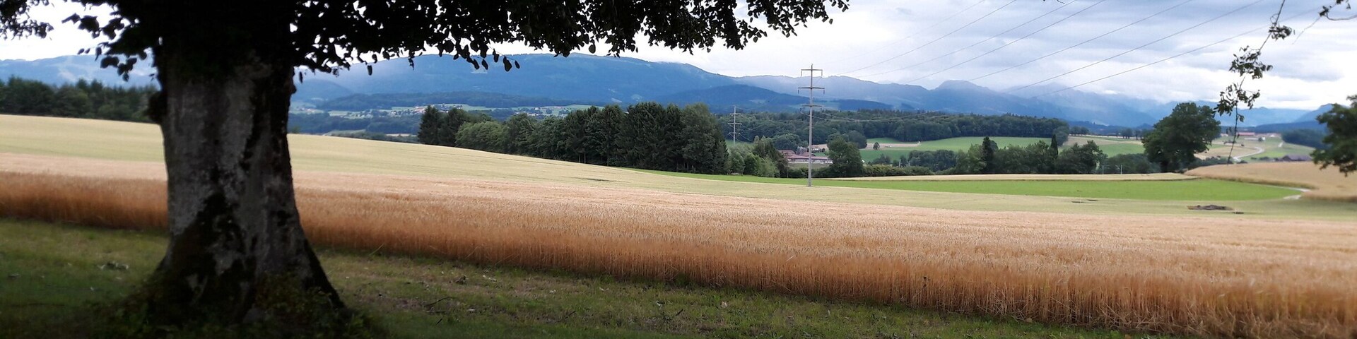 A tree in the foreground with a field and mountains in the background.